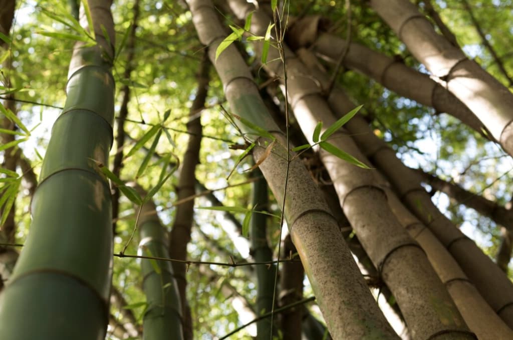 Tall bamboo stems reaching up to a leafy canopy